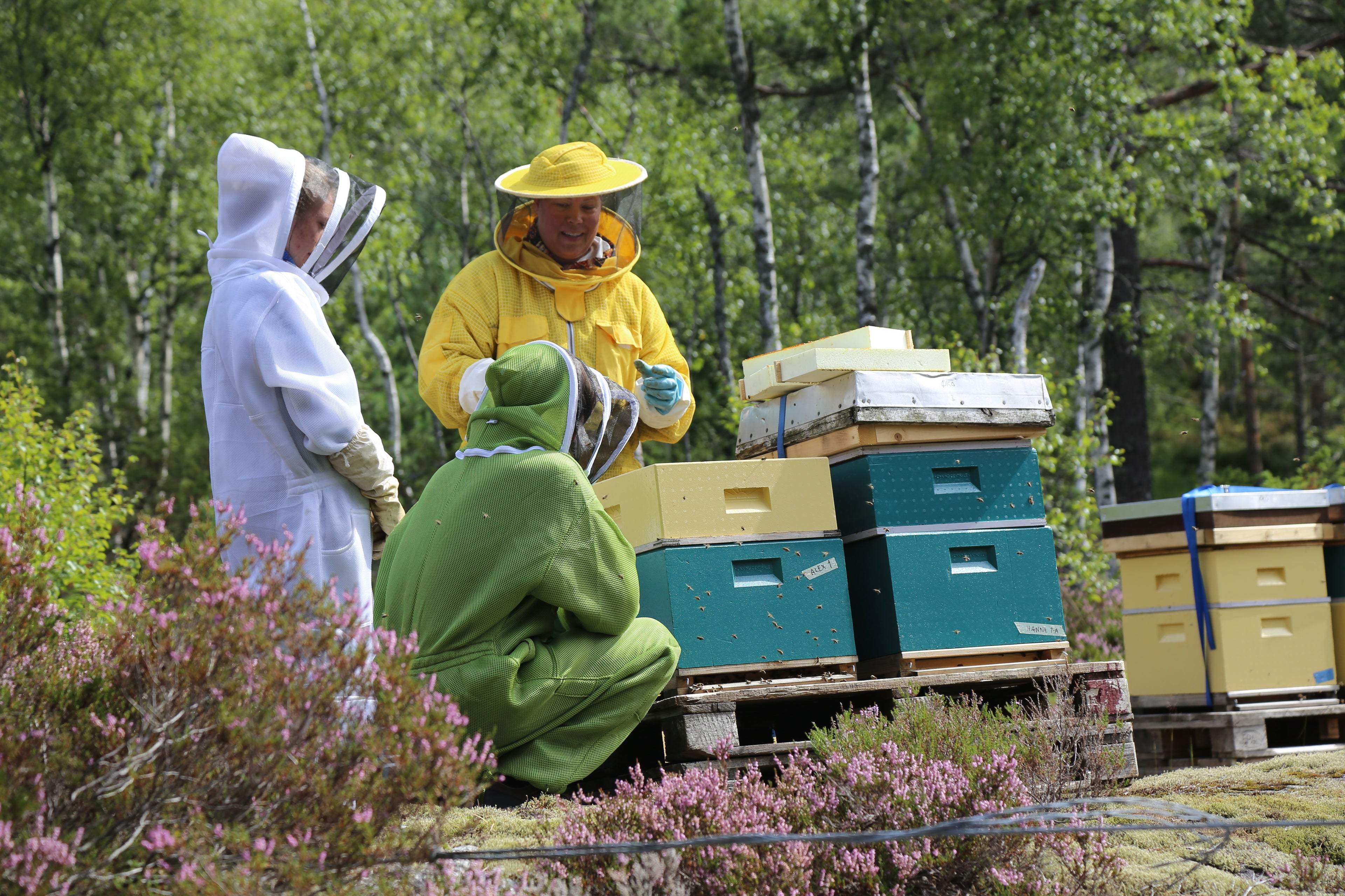 Bie-safari – En halv dag med biene på Krokan gard